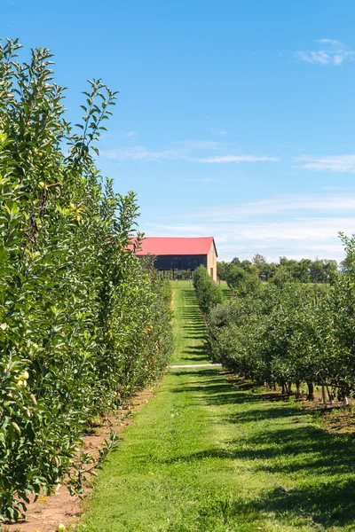 Apple orchard — Stock Photo, Image