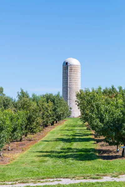 Fazenda rural e paisagem de pomar — Fotografia de Stock