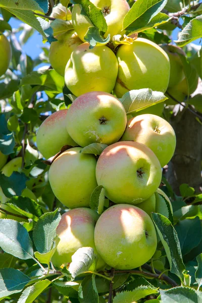Apfelplantage — Stockfoto