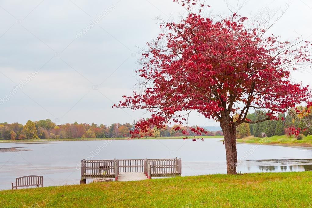 Lonely autumn tree near lake on overcast day.