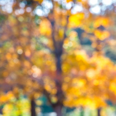 Sonbahar arkaplanı bulanık