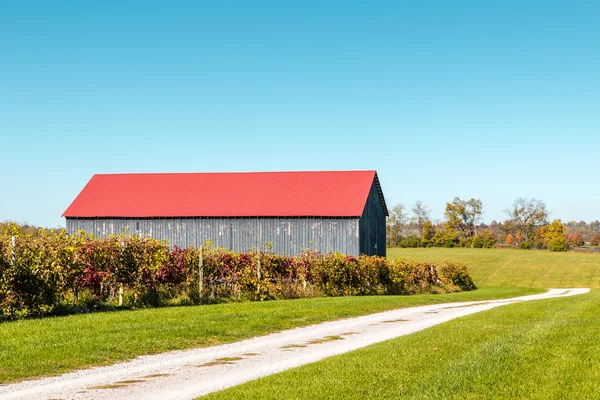 Vista di vigneto e fienile — Foto Stock