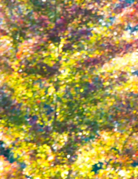 Autumn blurred background — Stock Photo, Image