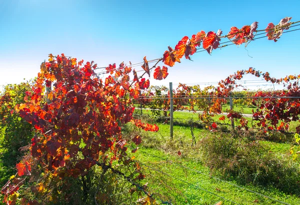 Вид на виноградный ряд — стоковое фото