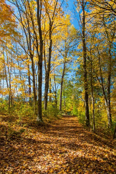 Herfstbos — Stockfoto