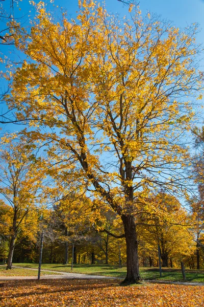 Árvore grande no parque — Fotografia de Stock