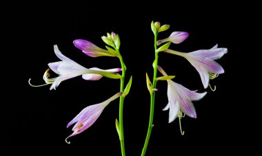 Hosta çiçek ve tomurcuklar