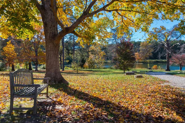 Pradera en el parque de otoño con banco bajo un gran árbol — Foto de Stock