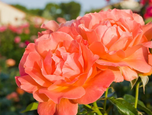 Mooie roze koraal rozen in een tuin. — Stockfoto