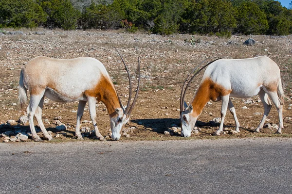 Zwei Scimitar-Oryxtiere. — Stockfoto