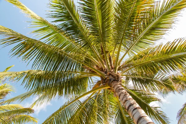 Palma de coco contra el cielo azul — Foto de Stock