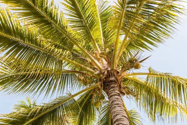 Palma de coco contra el cielo azul —  Fotos de Stock