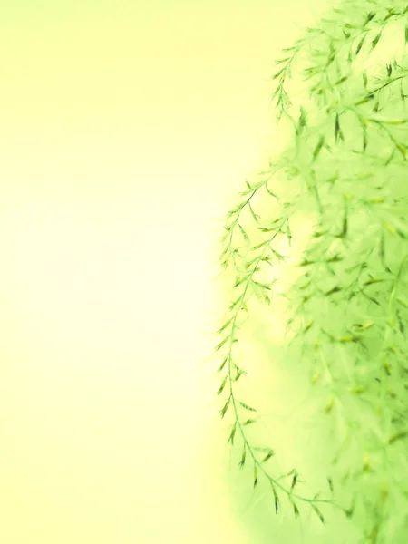 Abstrakte Blumen gelb grün Hintergrund Textur — Stockfoto