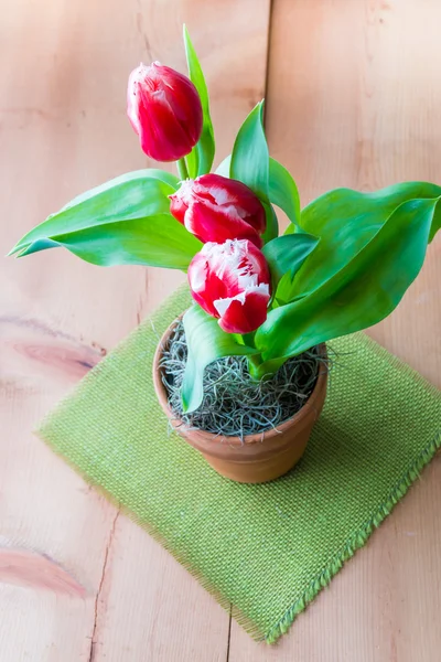 Tulipanes bicolor rojo blanco en una olla de barro . —  Fotos de Stock