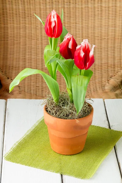 Bicolor tulipas brancas vermelhas em um pote de barro . — Fotografia de Stock