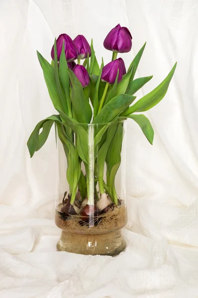 Пурпурные тюльпаны растут в воде в стеклянной вазе - луковицы и корень — стоковое фото