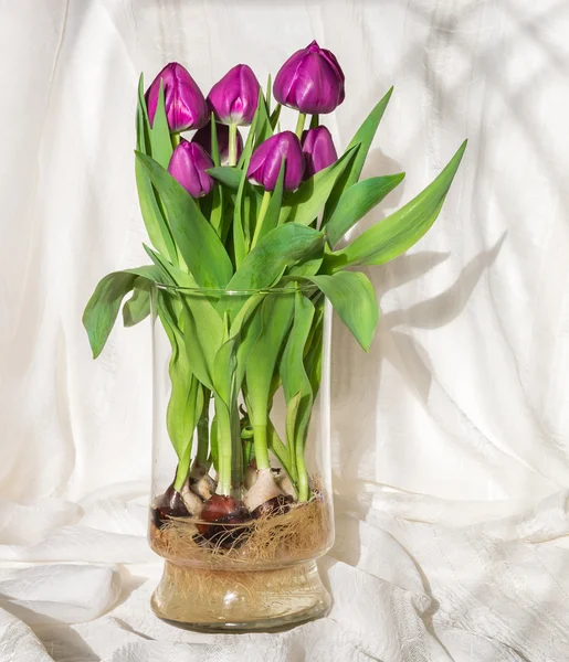 Magenta tulips growing in water in a glass vase - bulbs and root — Stock Photo, Image