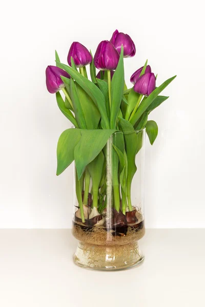 Magenta tulips growing in water in a glass vase - bulbs and root — Stock Photo, Image