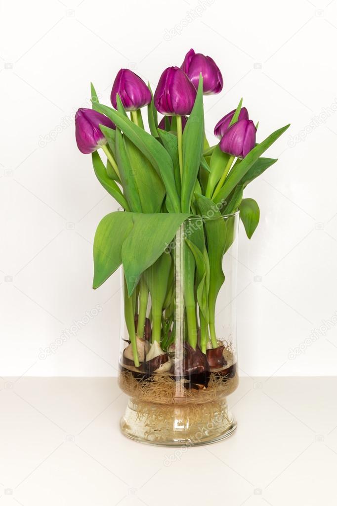 Magenta Tulips Growing In Water In A Glass Vase Bulbs And Root
