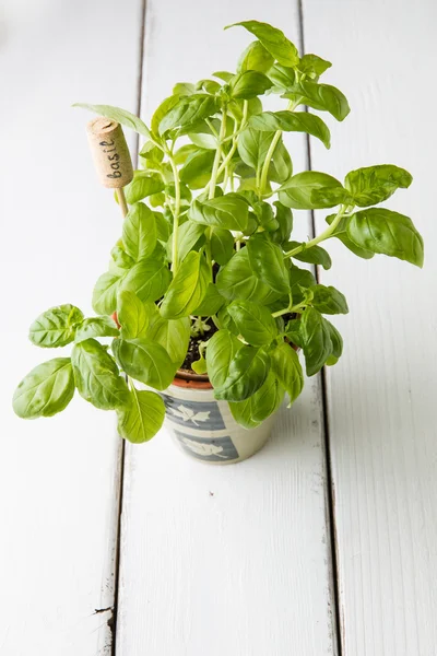 Basil växt i kruka med namnbricka. — Stockfoto