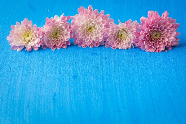 Pink mum (chrysanthemum) flowers on blue textured canvas backgro — Stock Photo, Image