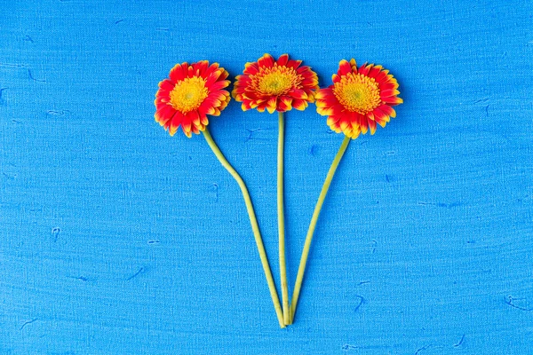 Três flores de margarida gerbera em fundo de lona texturizada azul — Fotografia de Stock