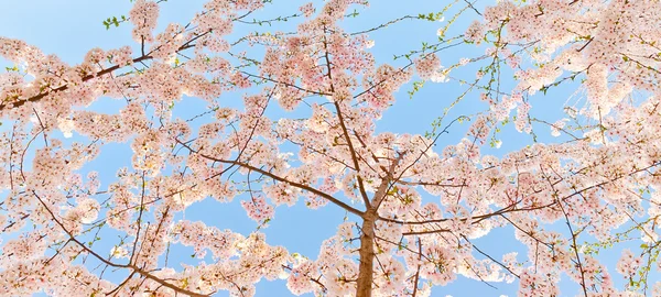 Våren blossom — Stockfoto