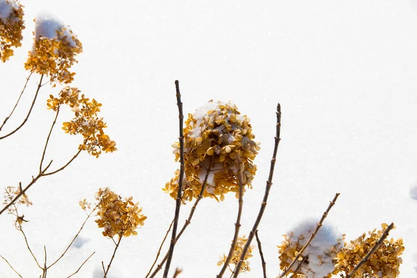 Snöiga hortensia blomma vintertid. — Stockfoto