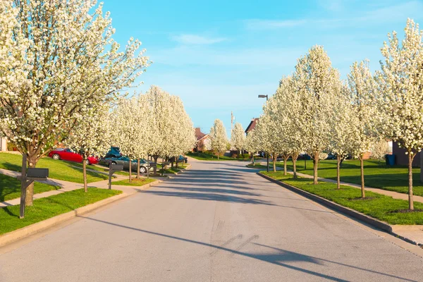 Rue dans une ville américaine avec des arbres à fleurs printanières . — Photo