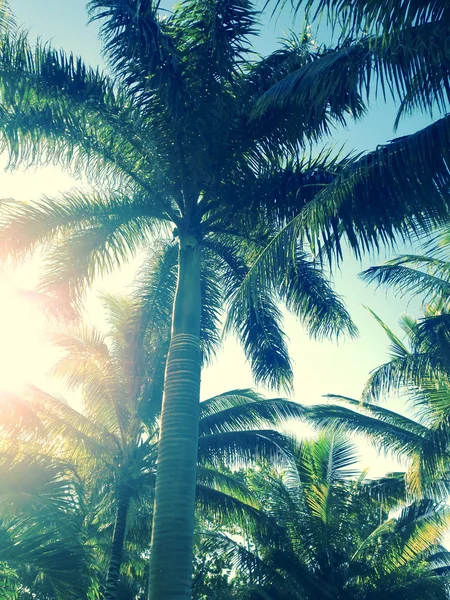 Bajo el cielo tropical . —  Fotos de Stock