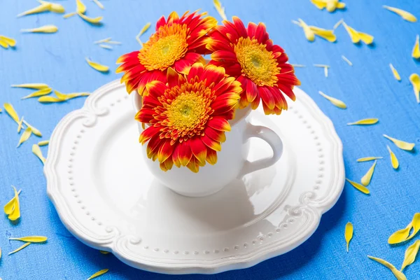 Kupası gerbera çiçekleri mavi zemin üzerine sarı peta ile dolu — Stok fotoğraf