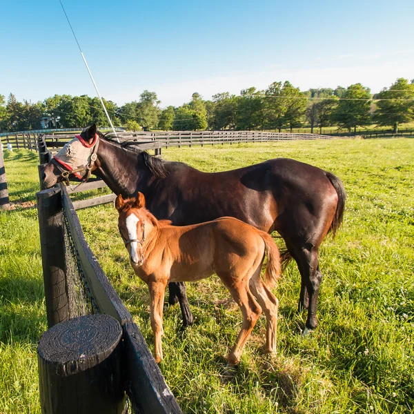 Mare con su potro en pastos de granjas de caballos . —  Fotos de Stock