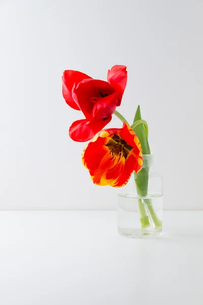 Dos flores de tulipán y dos galletas de macarrón . —  Fotos de Stock