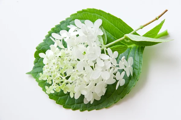 Белый цветок гортензии на зеленом листе . — стоковое фото