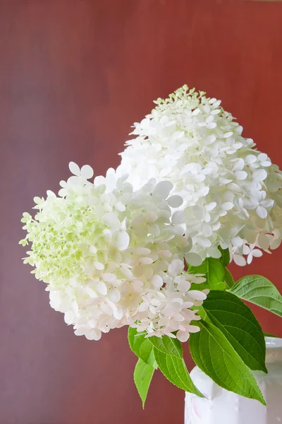 Boeket van witte hortensia bloemen in een vaas. — Stockfoto