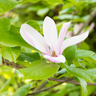 Beyaz - pembe Manolya çiçek.