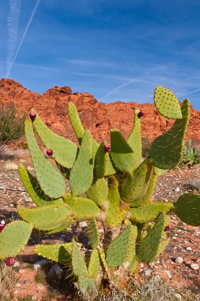 Крупним планом кактус в пустелі — стокове фото