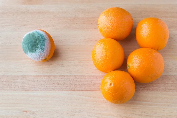 Moldy rotten orange fruit near group of fresh oranges. — Stock Photo, Image