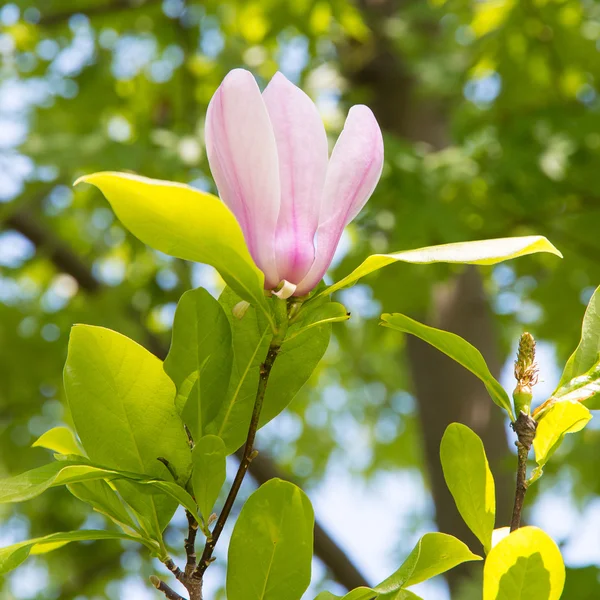 White - pink magnolia flower. — Stock Photo, Image