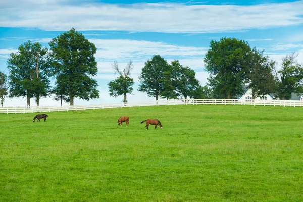 Grüne Weiden von Pferdehöfen. Sommerlandschaft auf dem Land. — Stockfoto