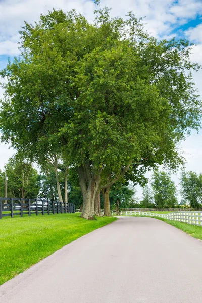Country road surrounded the horse farms. — Stock Photo, Image