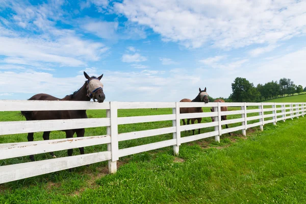Cavalos na quinta de cavalos. Paisagem rural . Fotografias De Stock Royalty-Free