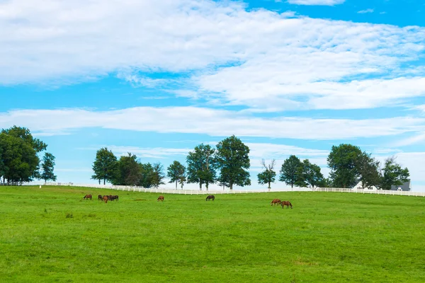 Pastos verdes de granjas de caballos. Pais verano paisaje. — Foto de Stock