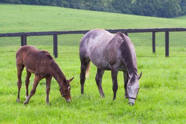 Mare at çiftlikleri otlakları üzerinde onun colt ile.