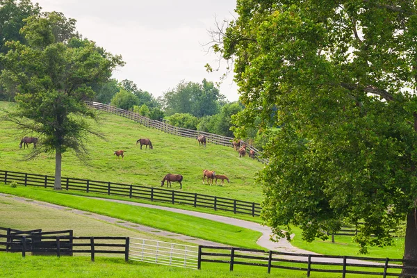 Cavalli al maneggio. Paesaggio rurale . — Foto Stock