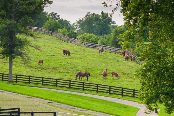 Pferde auf dem Pferdehof. Landschaft auf dem Land. — Stockfoto