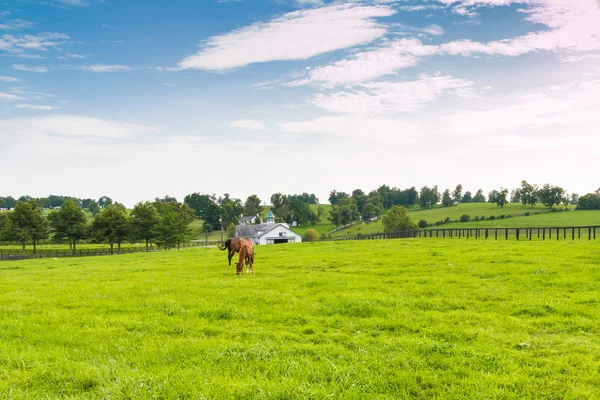 Cavalos na quinta de cavalos. Paisagem rural . — Fotografia de Stock