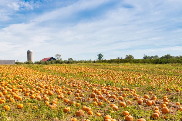 Pompoen veld in een boerderij, herfst landschap. — Stockfoto