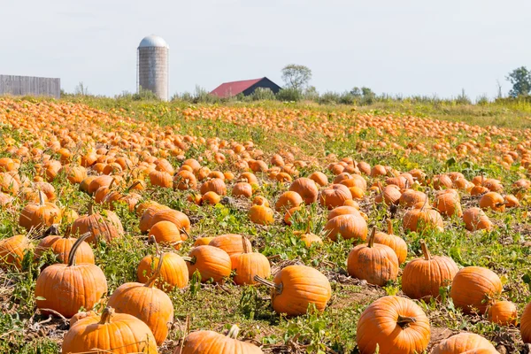 Campo de abóbora em uma fazenda rural, paisagem de outono . — Fotografia de Stock