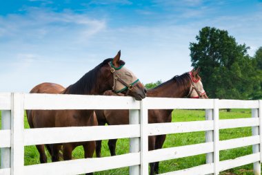 Horses wearing fly masks in summer at horse farm. clipart